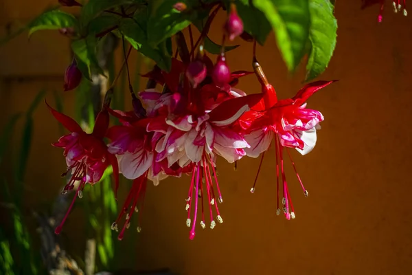 Belles Fleurs Rouges Avec Des Feuilles Vertes — Photo