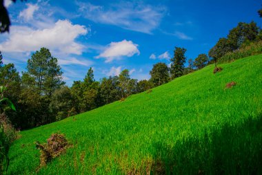 Güzel mavi gökyüzü cajola ile ekilen buğday