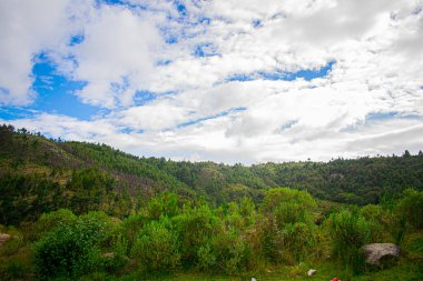 Mavi gökyüzü ve güzel bulutları olan yeşil orman
