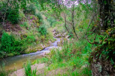 Güzel manzaranın ortasında nehir olan ağaç dalları.