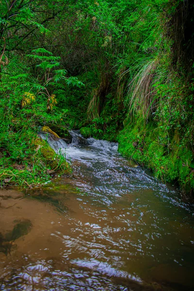 Rivers Trees Green Plants Moss — Zdjęcie stockowe