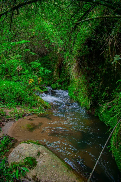 Musgo Entre Floresta Com Rio Cristalino — Fotografia de Stock