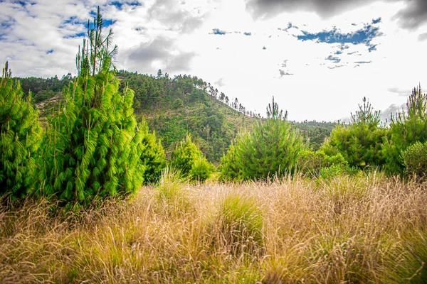 Arbres Parmi Herbe Sèche Avec Beaux Nuages Ciel Bleu — Photo