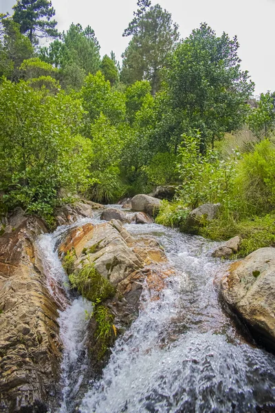 Natürlicher Fluss Mit Bäumen Grüne Schöne Landschaft — Stockfoto