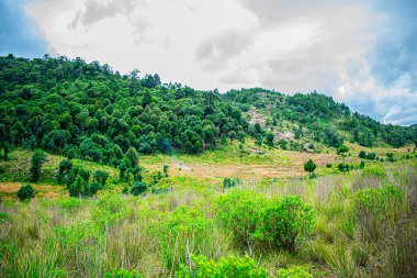 güzel ilkbahar manzarası ve ağaçlı yeşil tarla