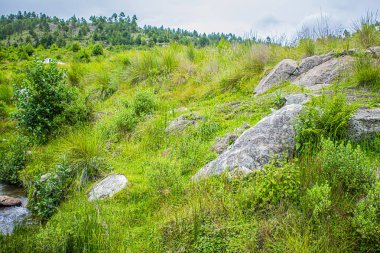 Çam ağaçlı yeşil çimenlerin arasında kayalar