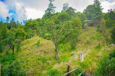 arbol grande de roble con hojas verdes en montaas 