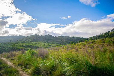 Kuru otlu vadi ve mavi gökyüzü olan güzel ağaçlar.