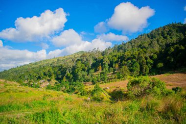 Dağlı orman, beyaz bulutlu kuru otlar.