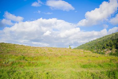 Mavi gökyüzünde yeşil tarlalı ve otlu bulutlar