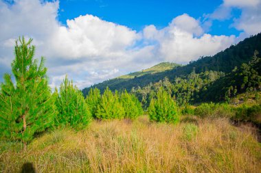 Gökyüzünde beyaz bulutlar olan çam ağaçlarının manzarası