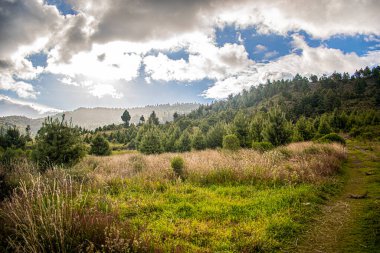 Dağlı çam ağaçları ve parlayan güneş