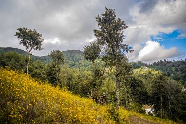 Sarı çiçekler arka planda dağlar olan manzaralar