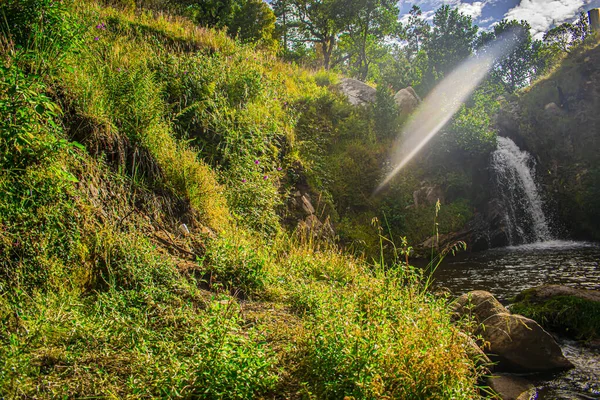 Beautiful Plants Sun Shining River — Stock Photo, Image