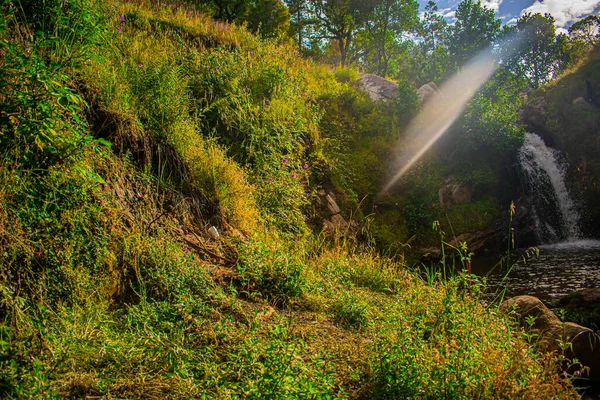 Sol Brilhando Com Belas Plantas Verdes — Fotografia de Stock