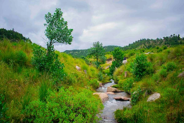 River Landscape Rocks Green Plants Clouds — Stock fotografie