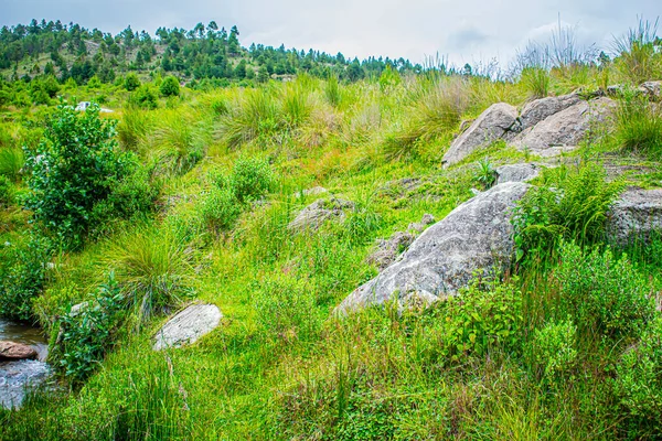 Rochas Entre Grama Verde Com Pinheiros — Fotografia de Stock
