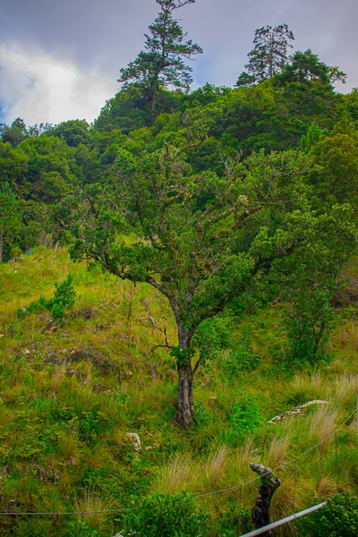 Belo Carvalho Seco Com Videiras Naturais — Fotografia de Stock