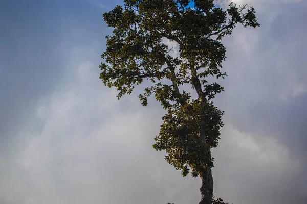 Árvore Com Nuvens Cor Preta Fundo — Fotografia de Stock