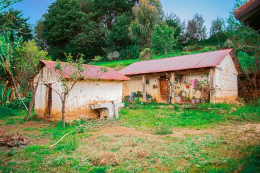 Güzel ormanın etrafındaki güzel eski evler.