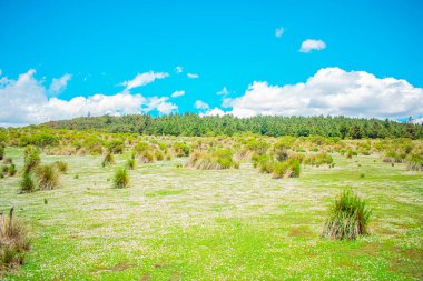Etrafında ağaçlar ve güzel mavi gökyüzü olan kocaman yeşil bir arazi.