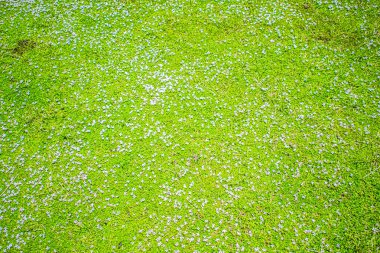 Güzel yeşil tarlayı çevreleyen güzel mor çiçekler ve güzel bir arka plan.