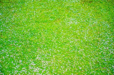 Çevresi güzel çiçeklerle çevrili yeşil bir tarla.