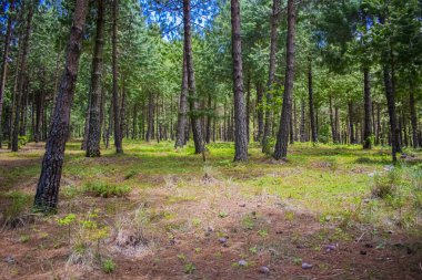 Tarlanın etrafında yeşil çam ağaçlarından oluşan geniş bir orman ve arka planda manzarası var.