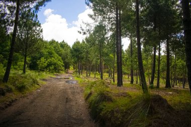 Güzel ormanın ortasındaki toprak yol.