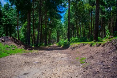 Güzel bir ormanın etrafındaki yeşil arazi.