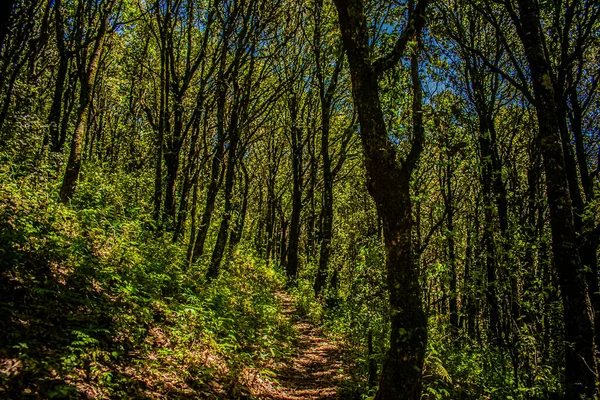 Ścieżka Wielkim Lesie Sosen Błękitnym Niebem — Zdjęcie stockowe