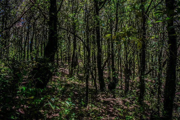 Vacker Skog Full Träd Med Grenar Och Blad — Stockfoto