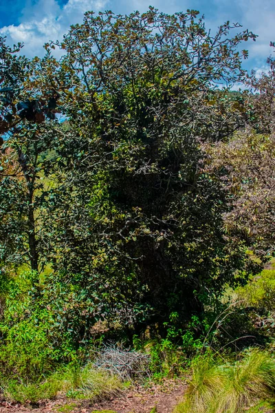 Duży Dąb Dużymi Gałęziami Liśćmi Ładnym Tłem — Zdjęcie stockowe