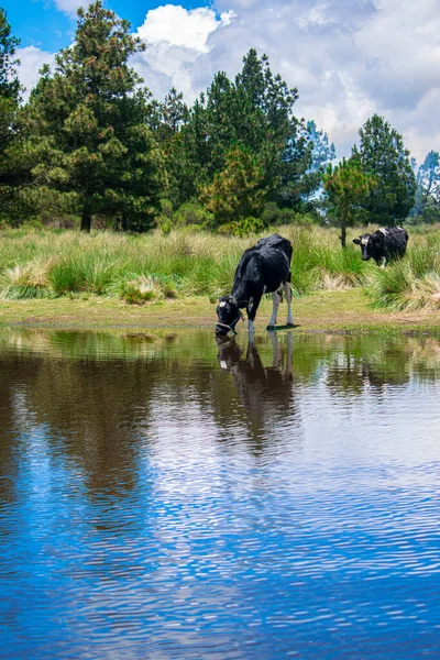 Cute Cows Lagoon Drinking Water Trees Beautiful Landscape — Stock Photo, Image