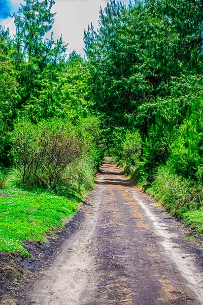 Beau Sentier Terre Autour Forêt Avec Ciel Clair Des Nuages — Photo