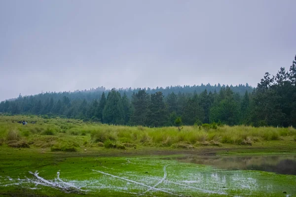 Красивое Зеленое Поле Окружении Леса Лагуне — стоковое фото