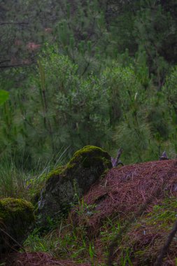 Ormandaki kayalar çok güzel yeşil bir zemin ve yere düşmüş ağaç yaprakları var.