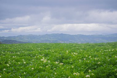 Patates hasadı, arka planda dağlar ve bulutlu gökyüzü olan güzel yeşil bir tarlada.