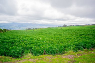 Güzel bir arka planı, güzel yeşil bir tarlası var.