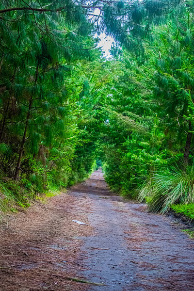 beautiful green pine trees, with a dirt road in between