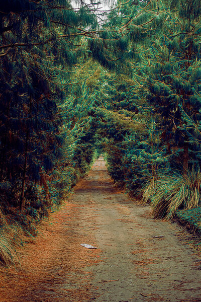 dirt road gilded with trees with large branches