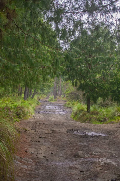 Stora Tallar Skogen Runt Grusväg — Stockfoto