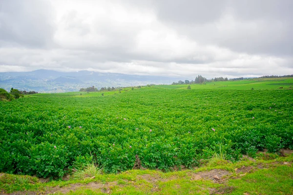 Güzel bir arka planı, güzel yeşil bir tarlası var.