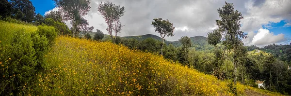 Ağaçlar ve dağlarla çevrili güzel yeşil tarla