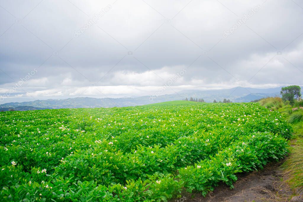 beautiful green harvest field with a beautiful cloudy sky and mountains in the background
