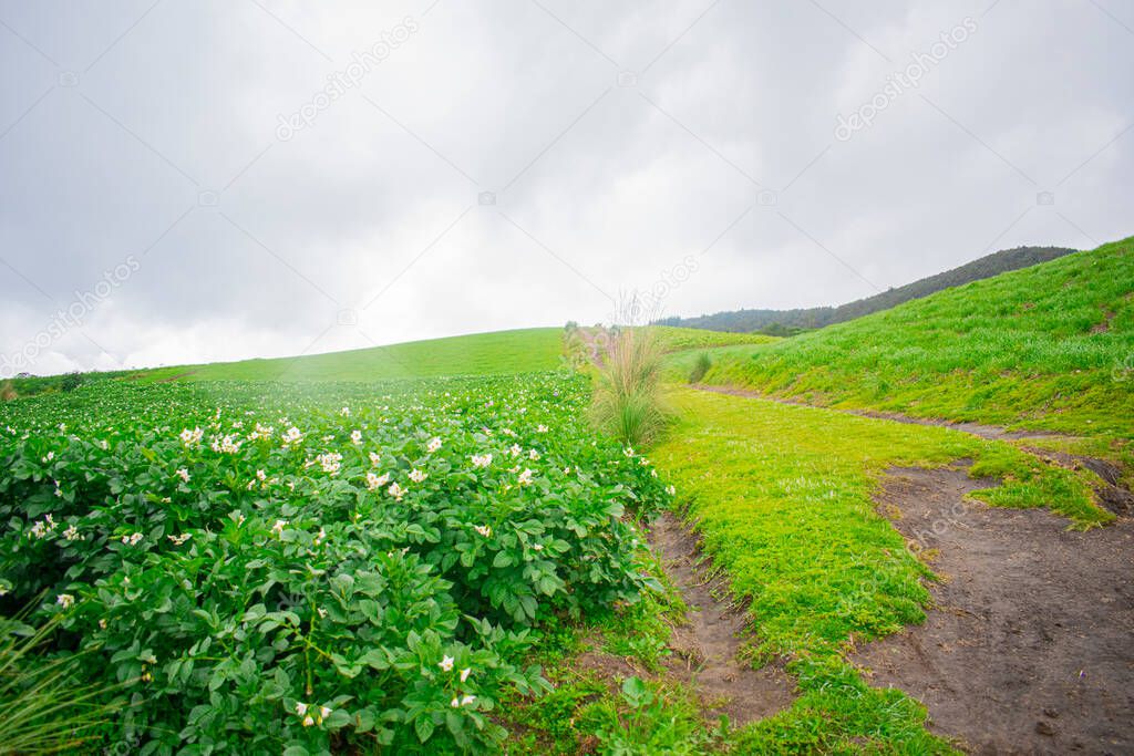 large agriculture field, with a cloudy sky
