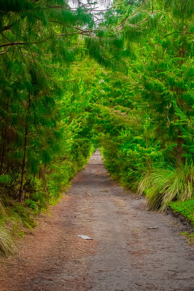 forest full of big, green trees with a dirt road