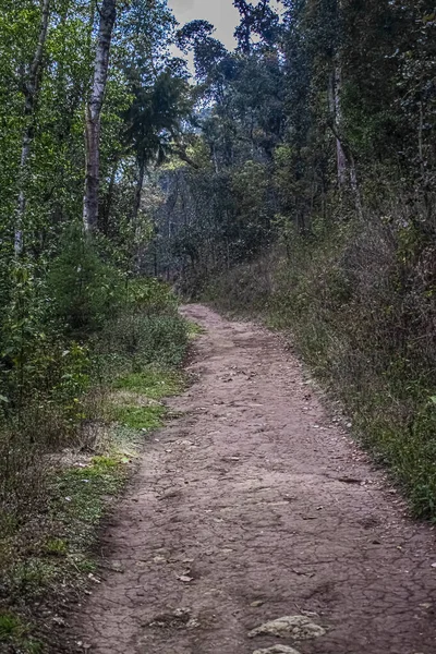 Camino Tierra Bosque Árboles Con Cielo Azul —  Fotos de Stock