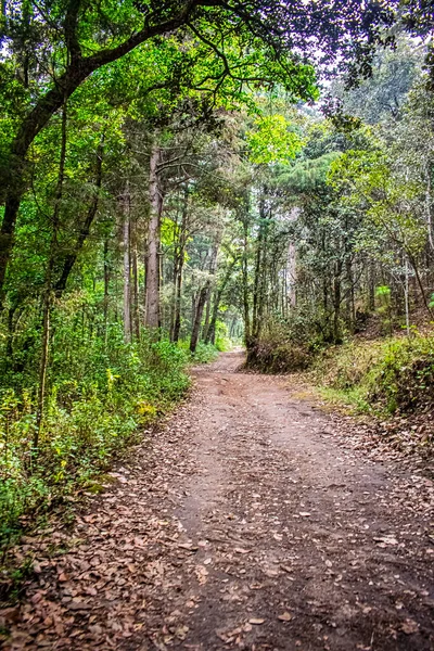 Toprak yolda dalları ve yaprakları olan büyük ağaçlar.