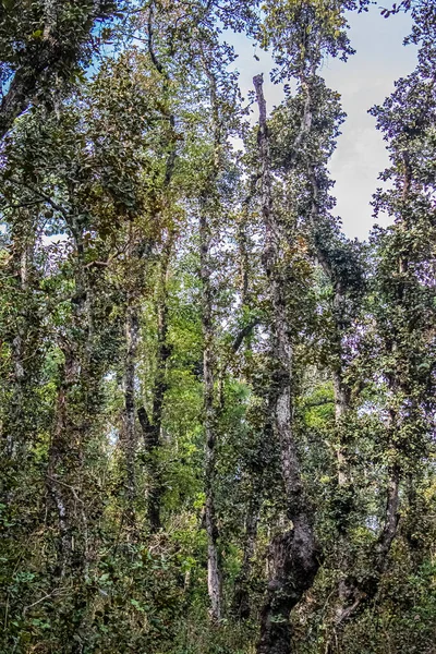 Skog Omgiven Stora Träd Blå Himmel Med Moln — Stockfoto